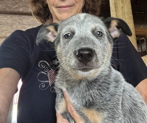 Australian Cattle Dog Puppy for Sale in MIDDLEBORO, Massachusetts USA