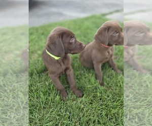 Labrador Retriever Litter for sale in LYNN HAVEN, FL, USA