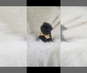 Yorkshire Terrier Puppy for sale in INDIANAPOLIS, IN, USA