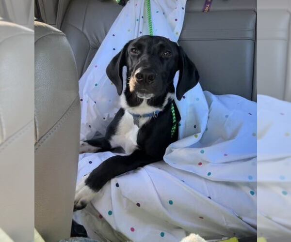 Medium Photo #7 Borador Puppy For Sale in Kennesaw, GA, USA