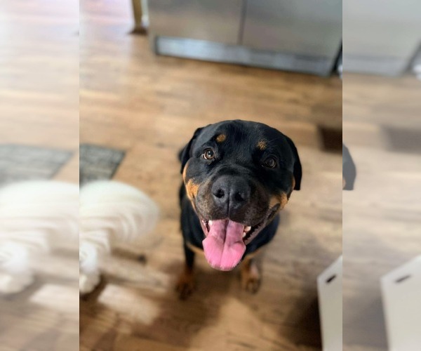 Medium Photo #3 Rottweiler-Unknown Mix Puppy For Sale in Germantown, OH, USA