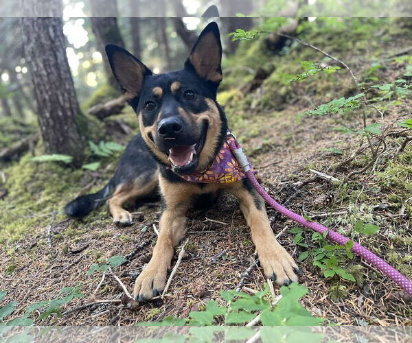 Medium Photo #2 German Shepherd Dog Puppy For Sale in Anchorage, AK, USA