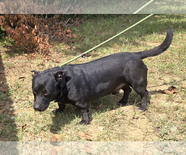 Medium Photo #1 Basset Hound-Unknown Mix Puppy For Sale in Jackson, MS, USA