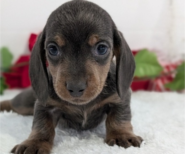 Medium Photo #12 Dachshund Puppy For Sale in GOSHEN, IN, USA