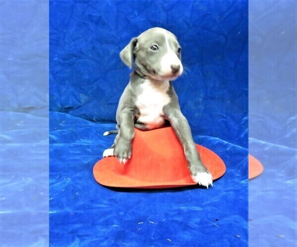 Medium Photo #4 Italian Greyhound Puppy For Sale in NORWOOD, MO, USA