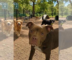 American Pit Bull Terrier Dogs for adoption in Globe, AZ, USA