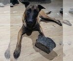 Vino- Located in MD - Male Mutt Dog for Adoption - Small photo