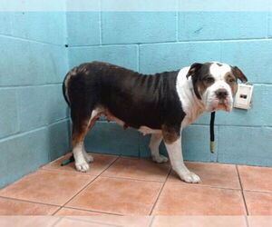 American Pit Bull Terrier Dogs for adoption in Downey, CA, USA