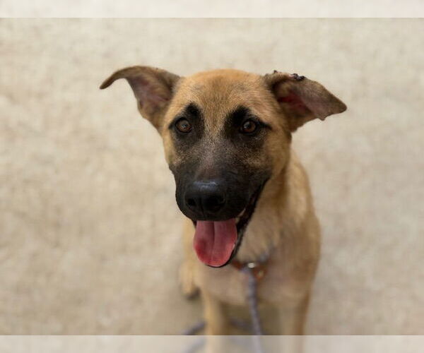 Medium Photo #2 Mutt Puppy For Sale in Tulsa, OK, USA