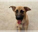 Small #1 Mutt