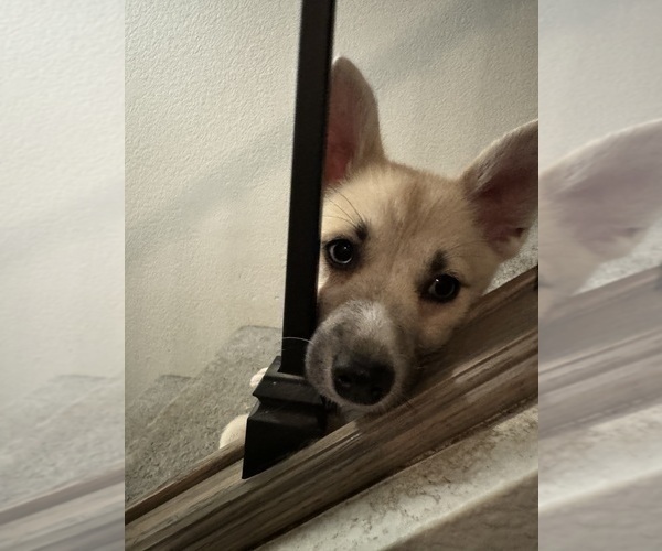 Medium Photo #122 Pomsky Puppy For Sale in LOVELAND, CO, USA