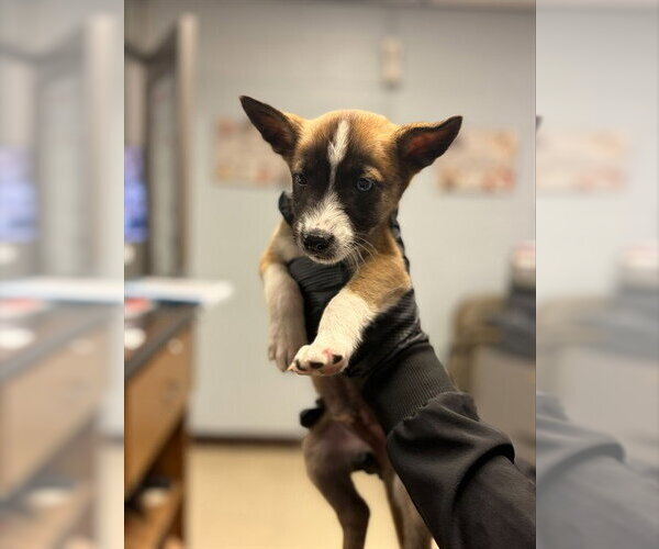 Medium Photo #1 Siberian Husky-Unknown Mix Puppy For Sale in Stockton, CA, USA