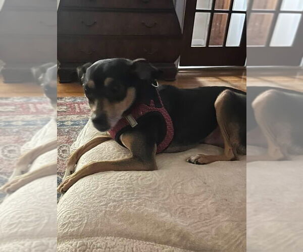 Medium Photo #13 Chihuahua-Unknown Mix Puppy For Sale in New York, NY, USA