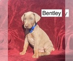Small Doberman Pinscher