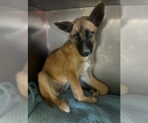 German Shepherd Dog Dogs for adoption in Downey, CA, USA