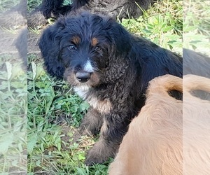 Labradoodle Puppy for sale in MILLVILLE, MN, USA