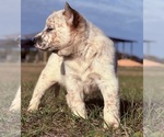 Small #3 Australian Cattle Dog