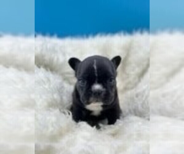Medium Photo #3 French Bulldog Puppy For Sale in WAXHAW, NC, USA