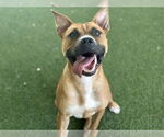 Small #1 Black Mouth Cur