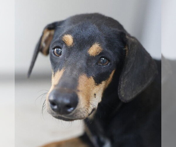 Medium Photo #1 Beagle-Unknown Mix Puppy For Sale in San Antonio, TX, USA