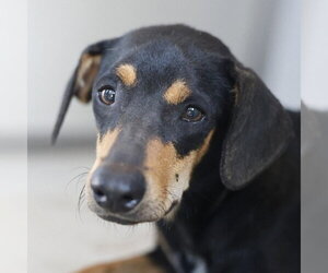 Beagle-Unknown Mix Dogs for adoption in San Antonio, TX, USA