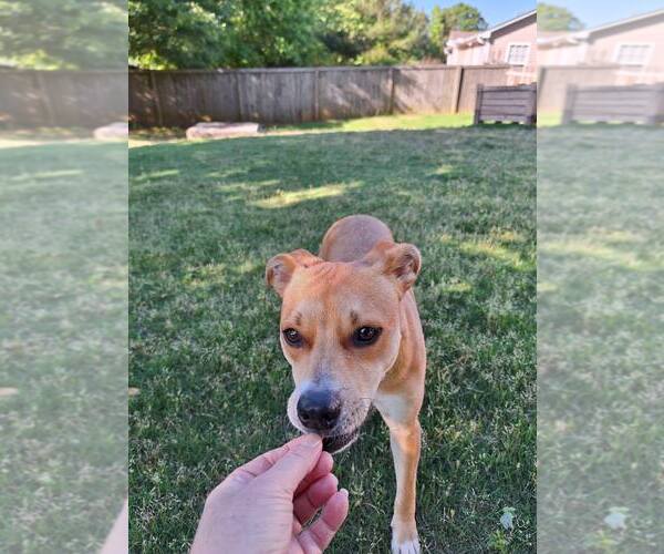 Medium Photo #6 Mutt Puppy For Sale in Greenville, SC, USA