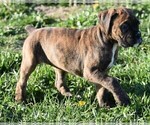 Small Photo #6 Boxer Puppy For Sale in SENECA, KS, USA