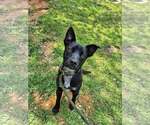 Small #2 Jack Russell Terrier-Labrador Retriever Mix