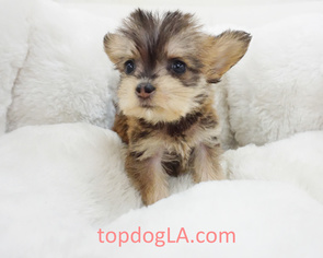 Poodle (Standard)-Yorkshire Terrier Mix Puppy for sale in LA MIRADA, CA, USA