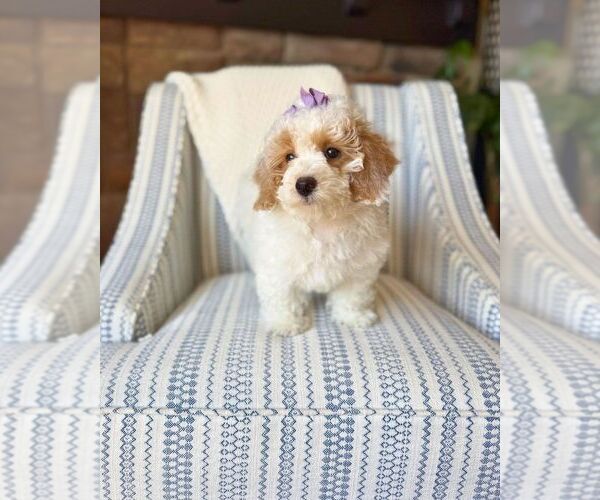 Medium Photo #5 Bichon Frise-Maltipoo (Miniature) Mix Puppy For Sale in BYRON CENTER, MI, USA