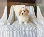 Small #4 Bichon Frise-Maltipoo (Miniature) Mix
