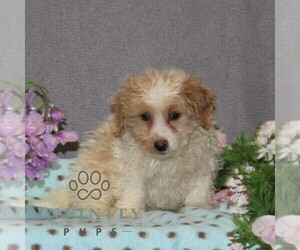 Poovanese Puppy for sale in RISING SUN, MD, USA
