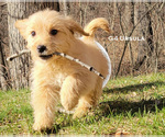 Small Photo #2 Goldendoodle Puppy For Sale in MILFORD, MI, USA