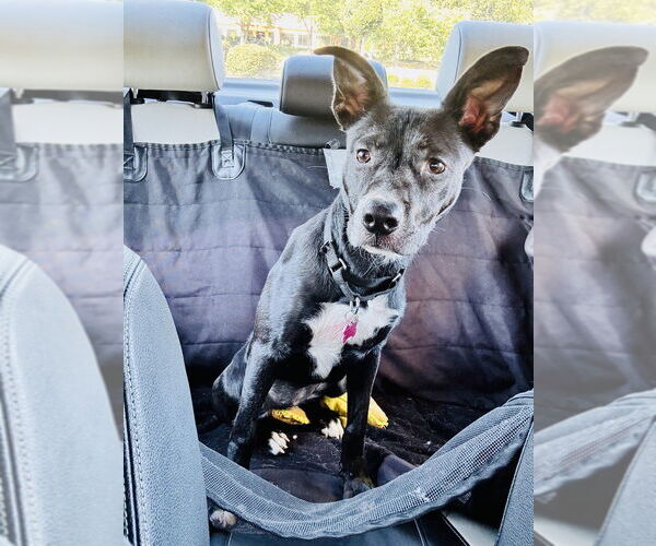 Medium Photo #3 American Pit Bull Terrier-Unknown Mix Puppy For Sale in Boston, MA, USA