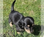 Small Photo #12 Dachshund Puppy For Sale in HARTFORD, MI, USA