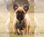 Small Photo #2 French Bulldog Puppy For Sale in SYRACUSE, IN, USA