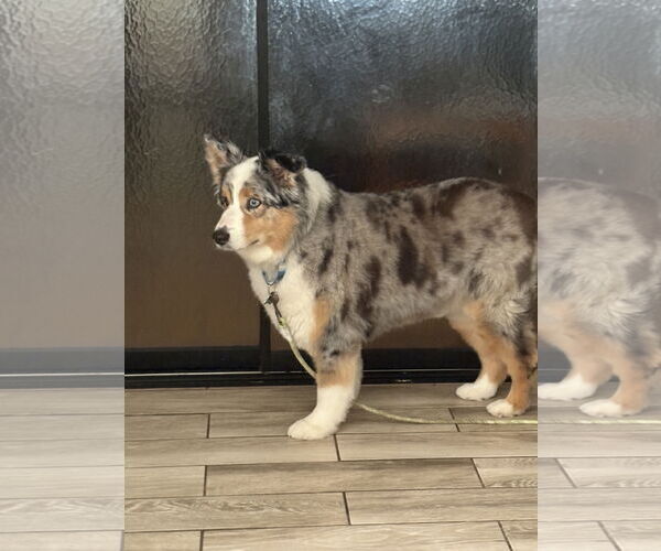 Medium Photo #4 Australian Shepherd Puppy For Sale in Dallas, TX, USA