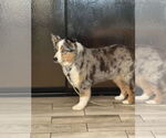 Small #3 Australian Shepherd