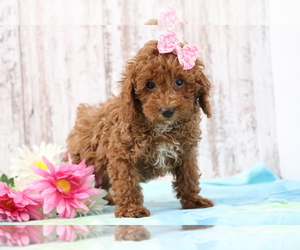 Poodle (Miniature) Puppy for sale in SHILOH, OH, USA