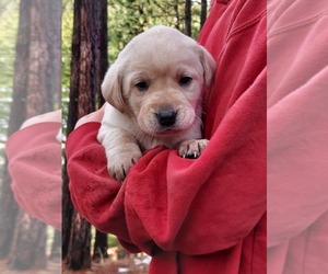 Labrador Retriever Puppy for sale in SEATTLE, WA, USA