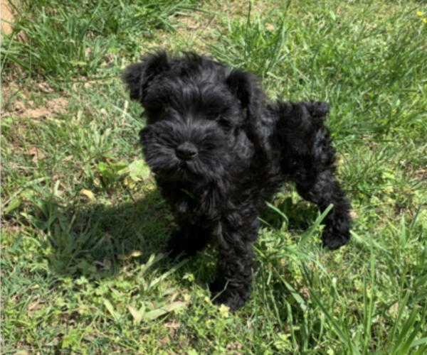 Medium Photo #1 Schnauzer (Miniature) Puppy For Sale in HARTFORD, KY, USA