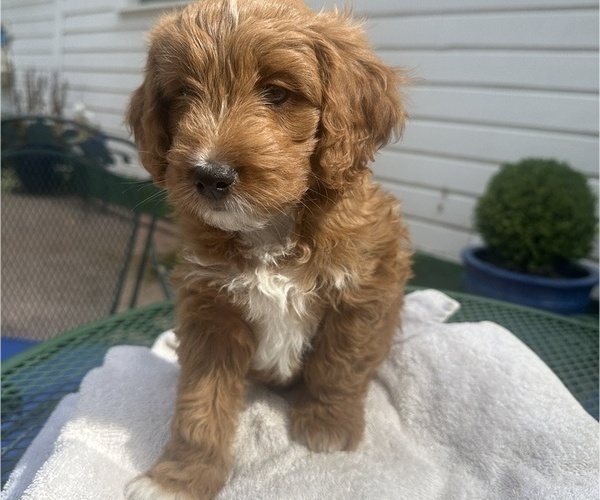 Medium Photo #3 Bernedoodle (Miniature) Puppy For Sale in SAN JOSE, CA, USA