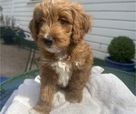 Nesso - Male Bernedoodle (Miniature) Puppy for Sale - Photo #3