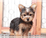 Small #1 Yorkshire Terrier