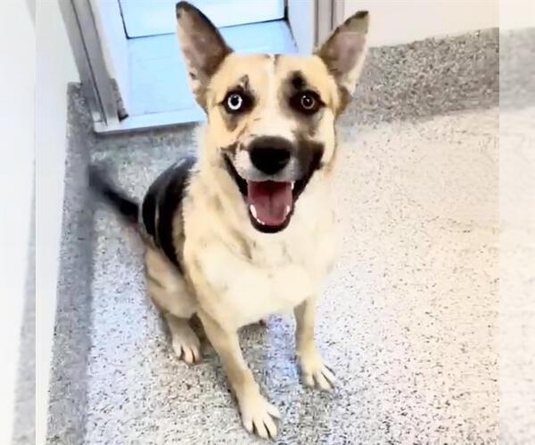 Medium Photo #2 Gerberian Shepsky Puppy For Sale in Houston, TX, USA