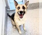 Small #1 Gerberian Shepsky