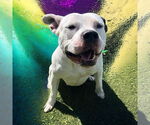 Small #7 American Pit Bull Terrier