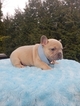 Small Photo #7 French Bulldog Puppy For Sale in BAKERVIEW, WA, USA