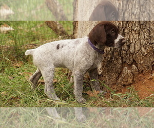 Medium German Shorthaired Pointer-German Wirehaired Pointer Mix