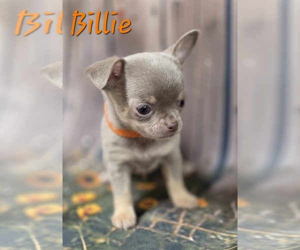 Medium Photo #5 Chihuahua Puppy For Sale in HOMERVILLE, GA, USA